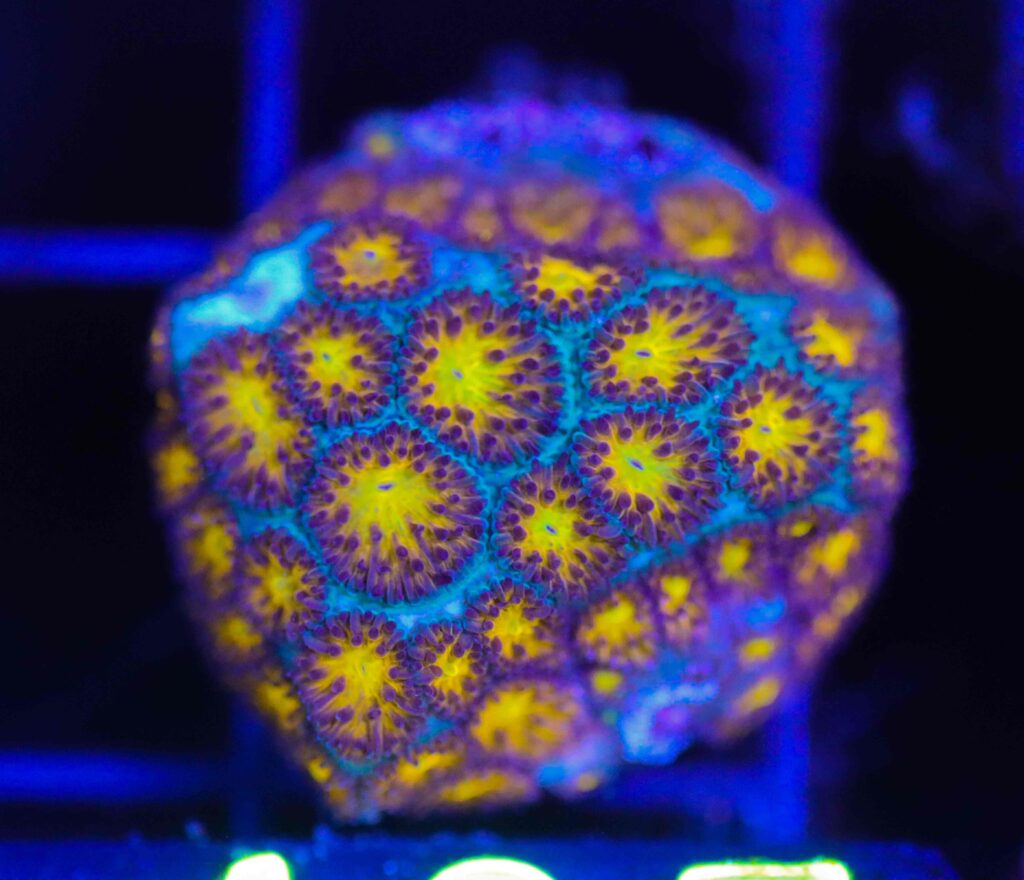 Frag Box Corals