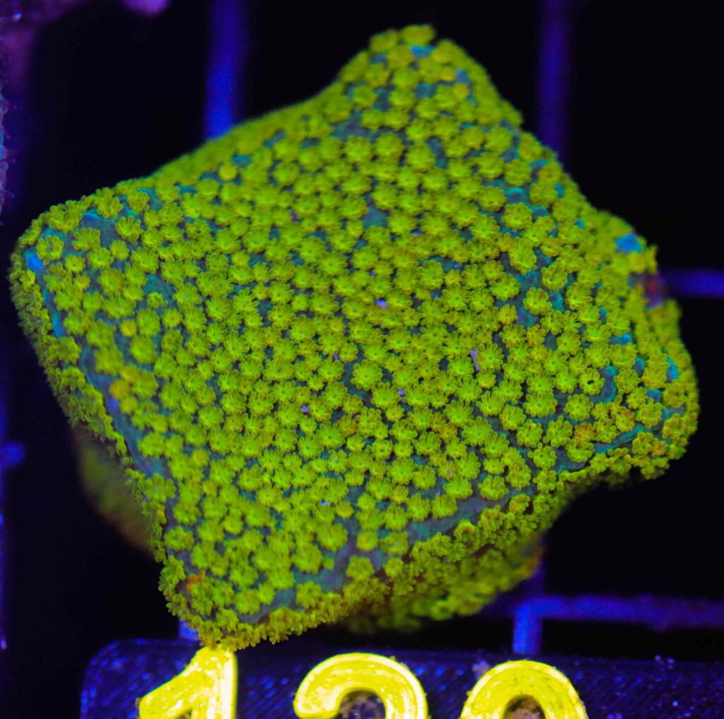 Frag Box Corals