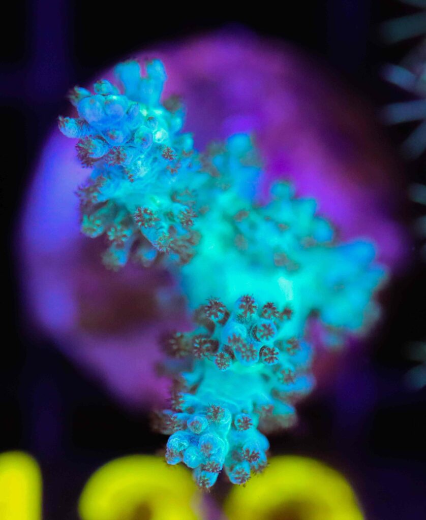 Frag Box Corals