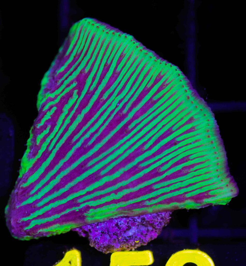 Frag Box Corals