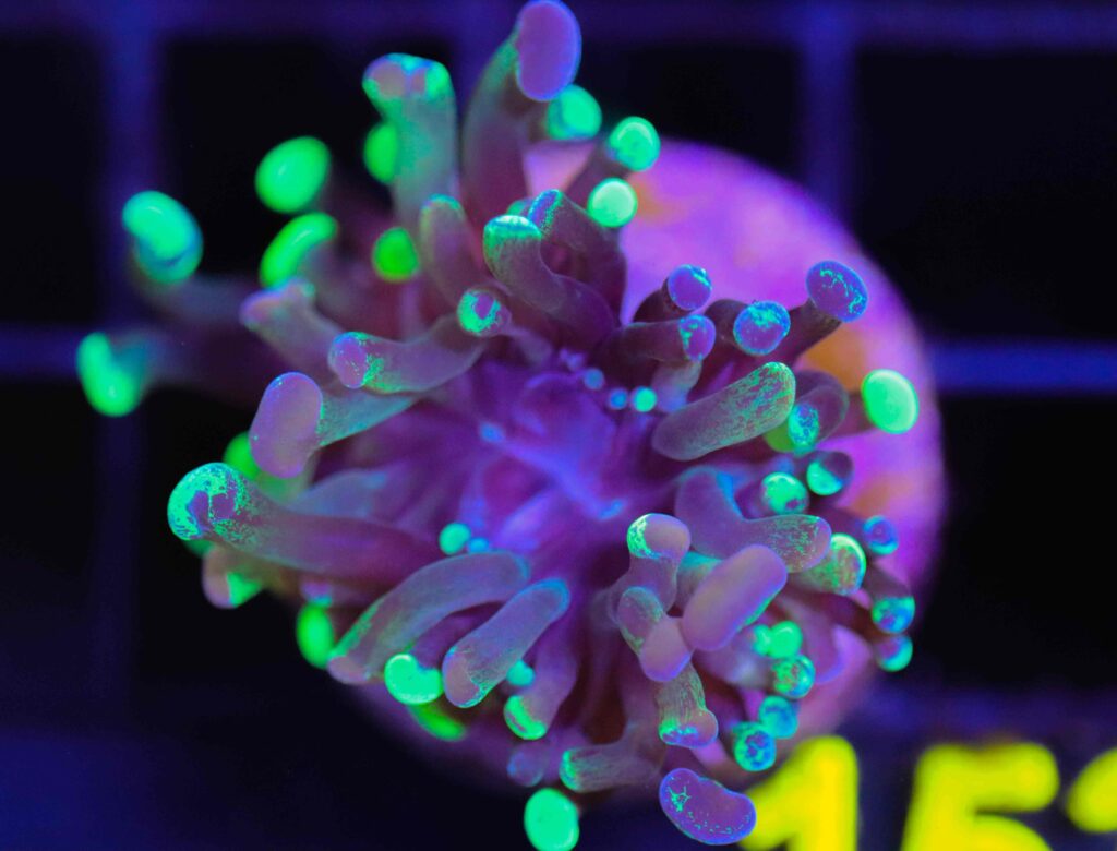 Frag Box Corals