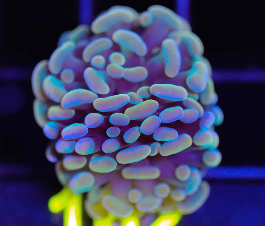Frag Box Corals