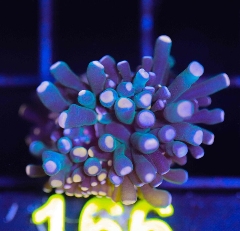 Frag Box Corals