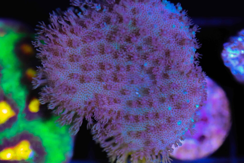Frag Box Corals
