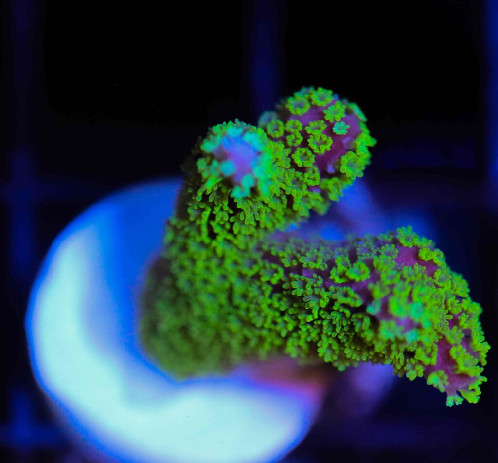 Frag Box Corals