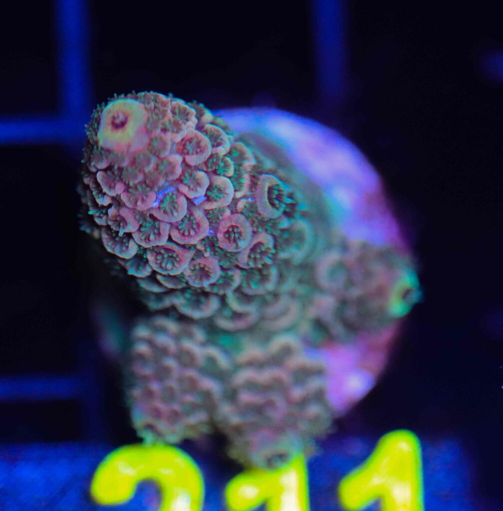Frag Box Corals