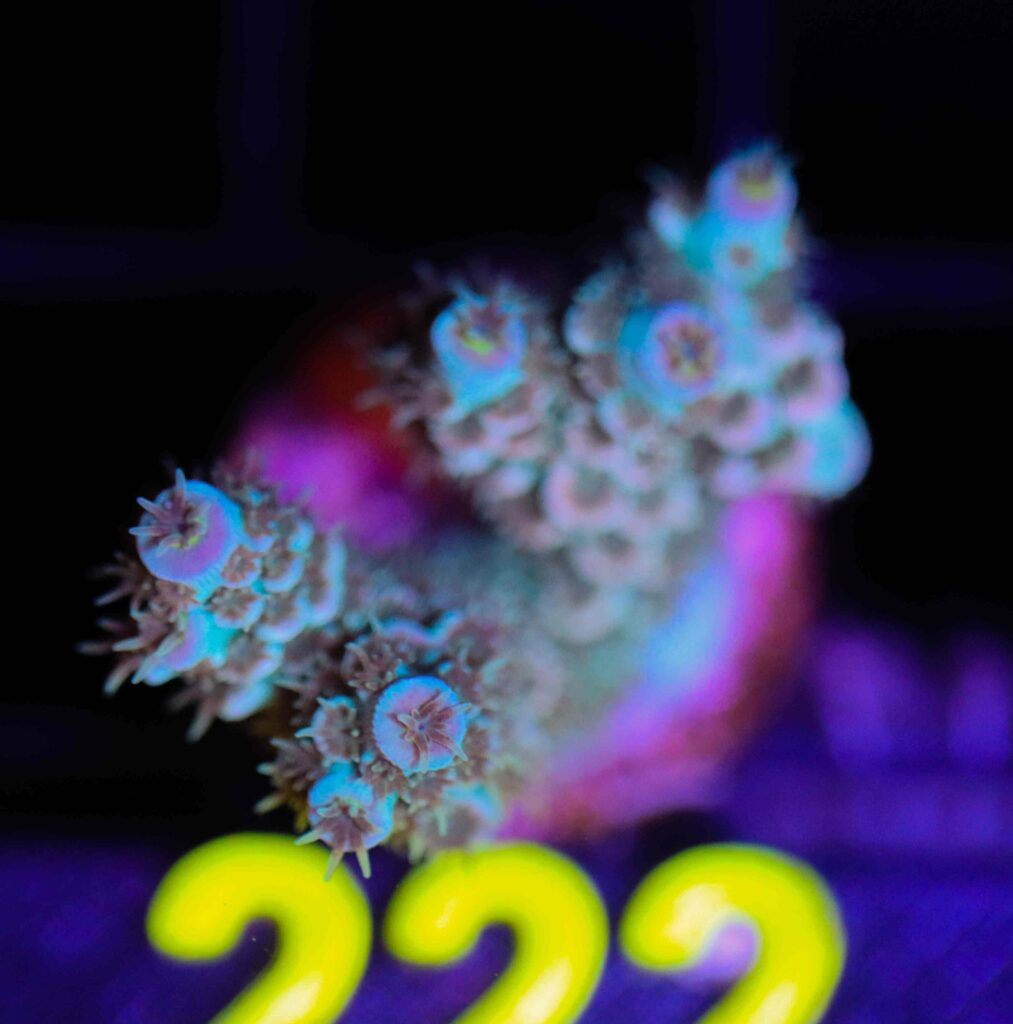 Frag Box Corals