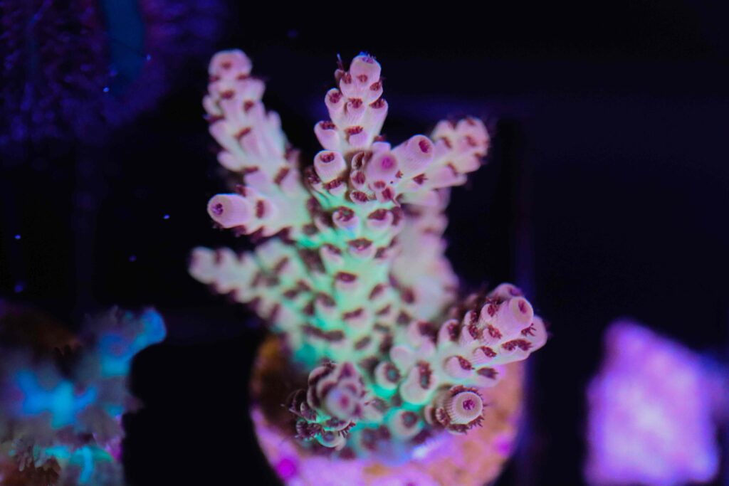 Frag Box Corals