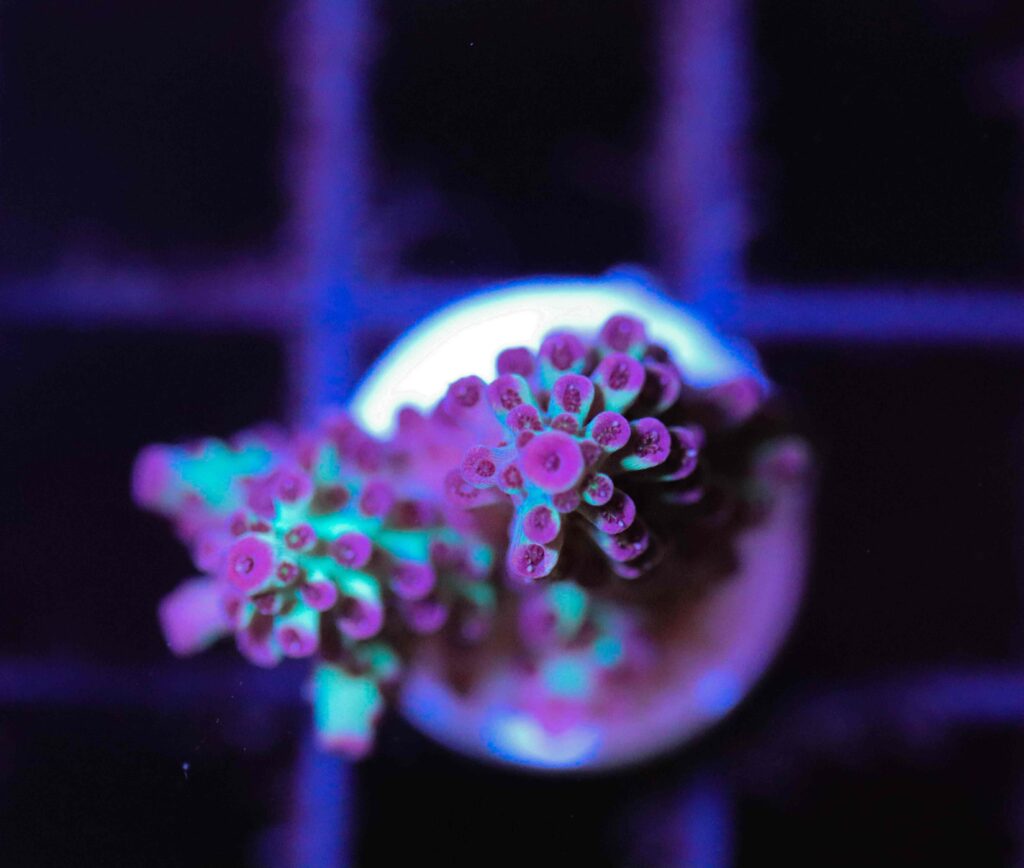 Frag Box Corals