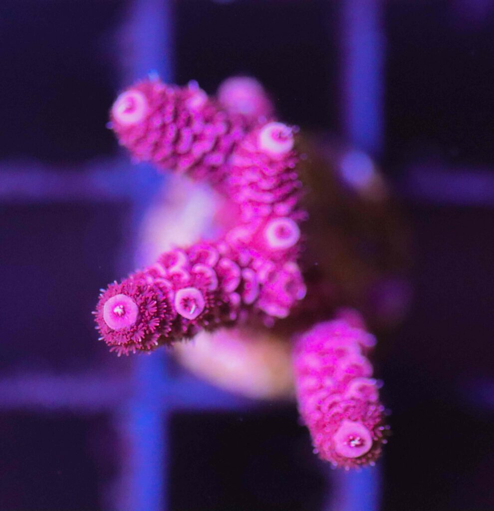 Frag Box Corals
