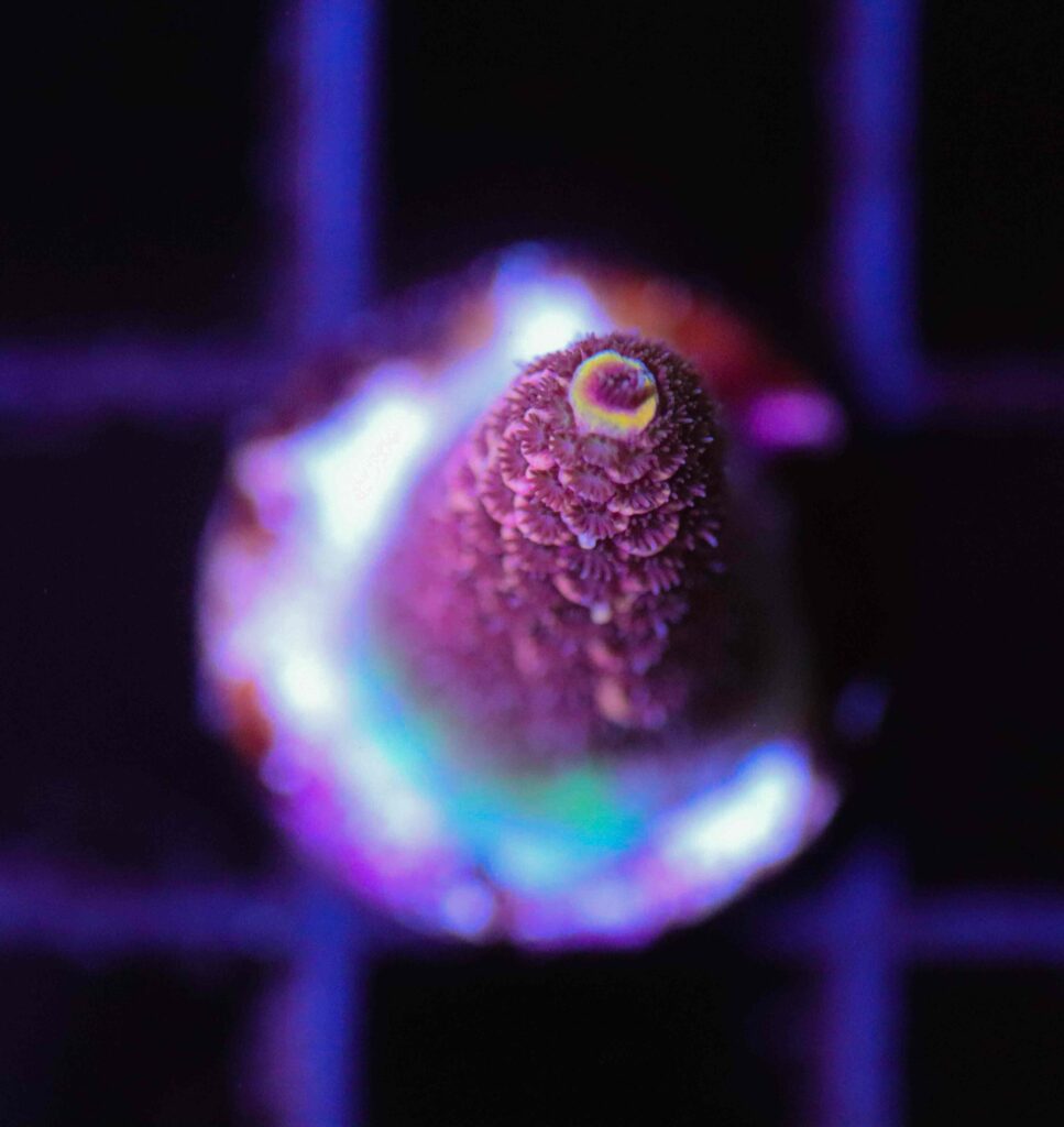 Frag Box Corals