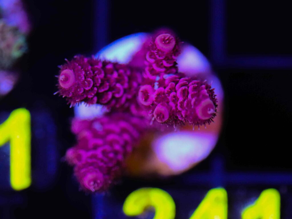 Frag Box Corals