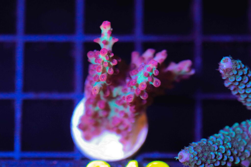 Frag Box Corals
