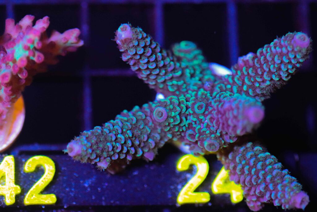 Frag Box Corals