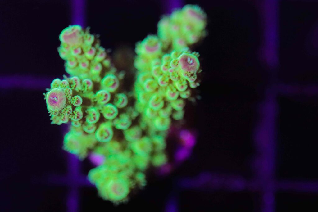 Frag Box Corals