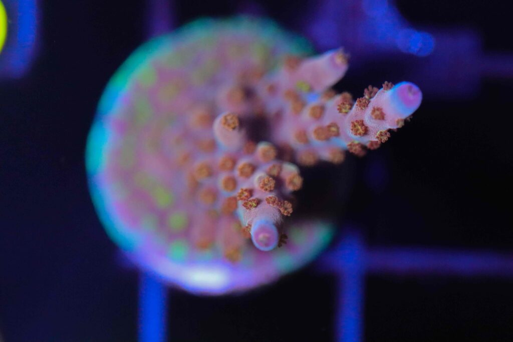 Frag Box Corals