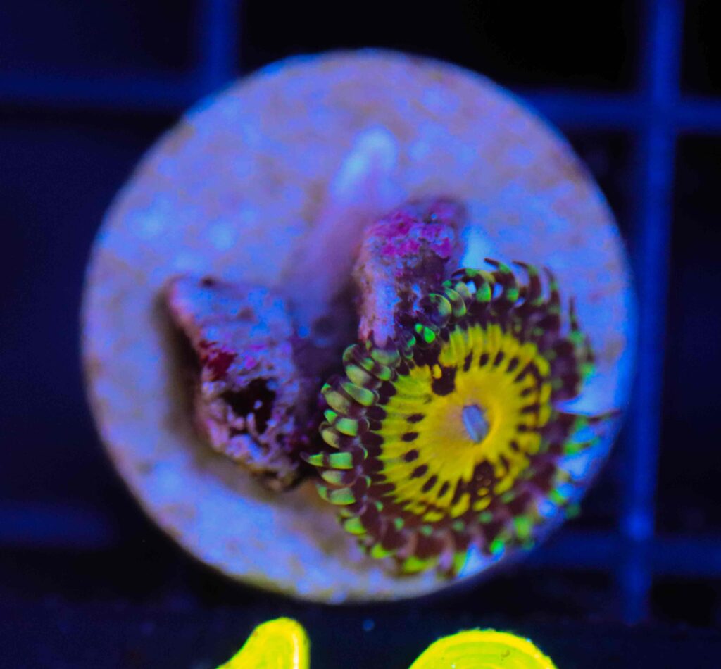 Frag Box Corals