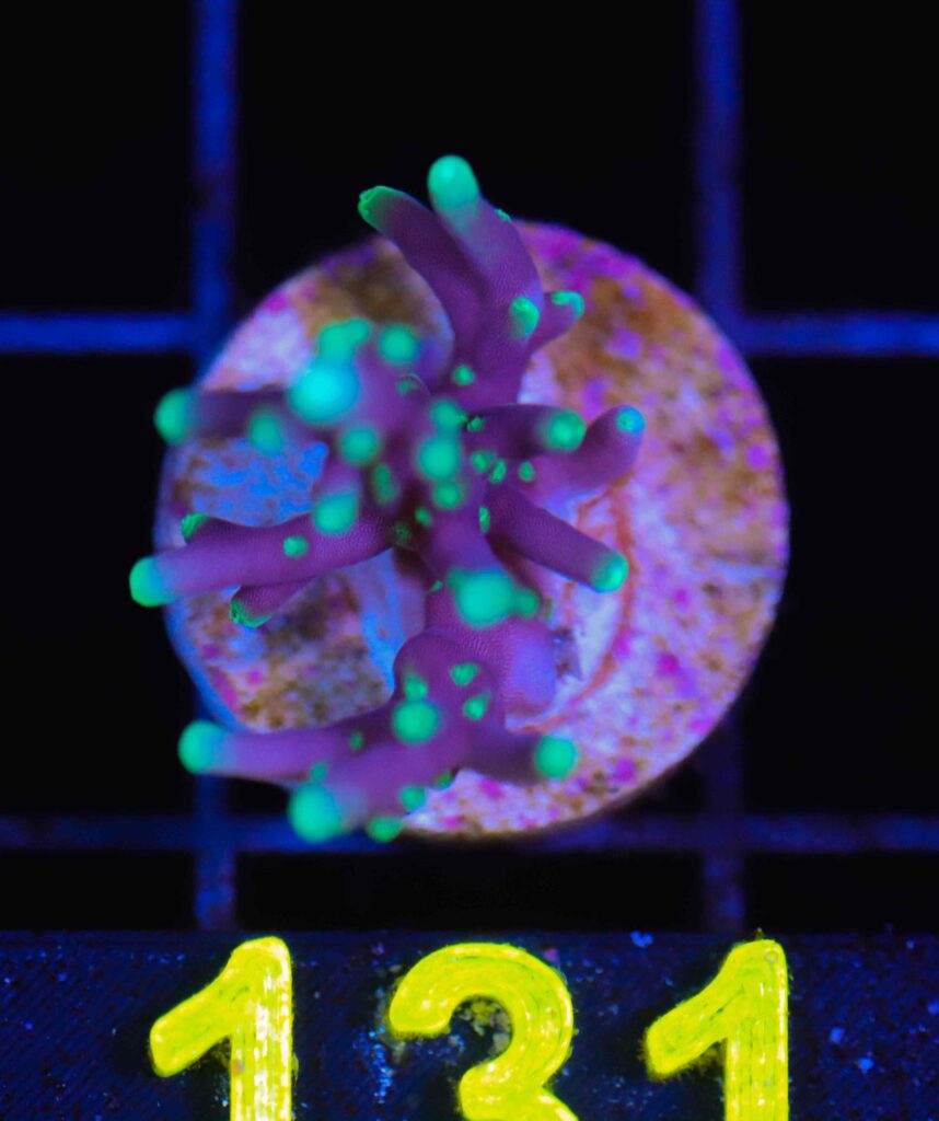 Frag Box Corals