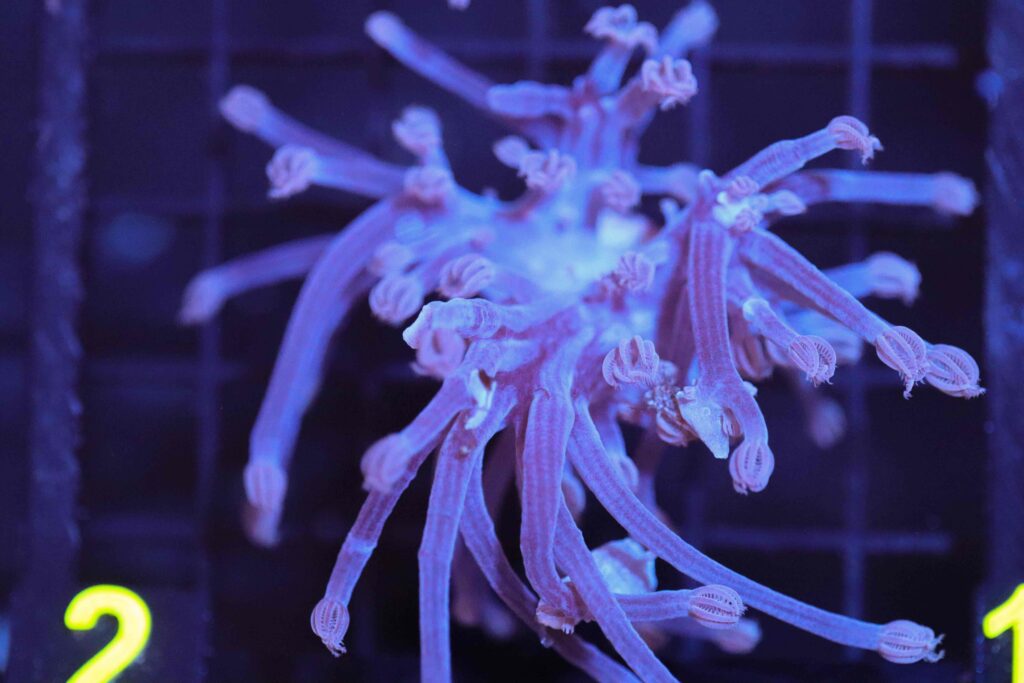 Frag Box Corals