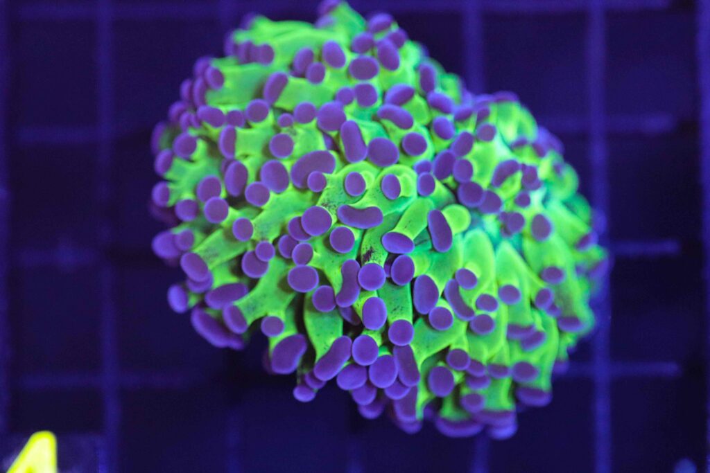 Frag Box Corals