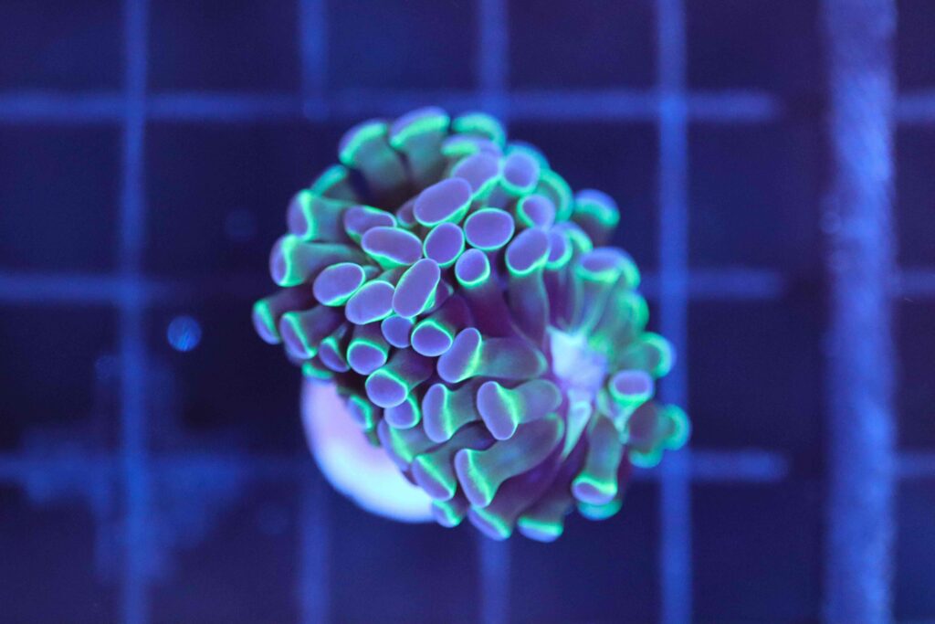 Frag Box Corals