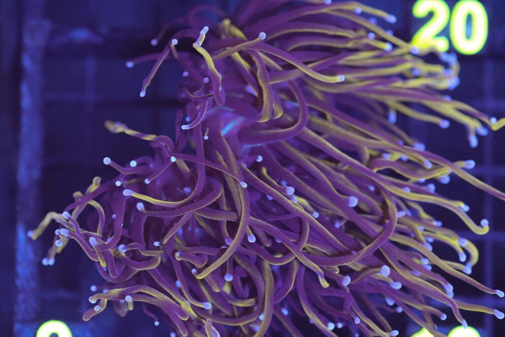 Frag Box Corals