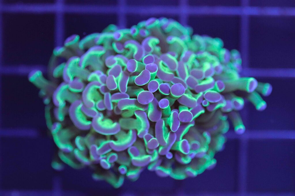 Frag Box Corals