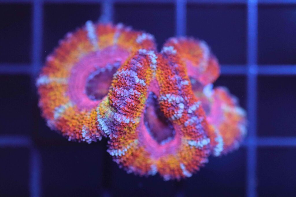 Frag Box Corals
