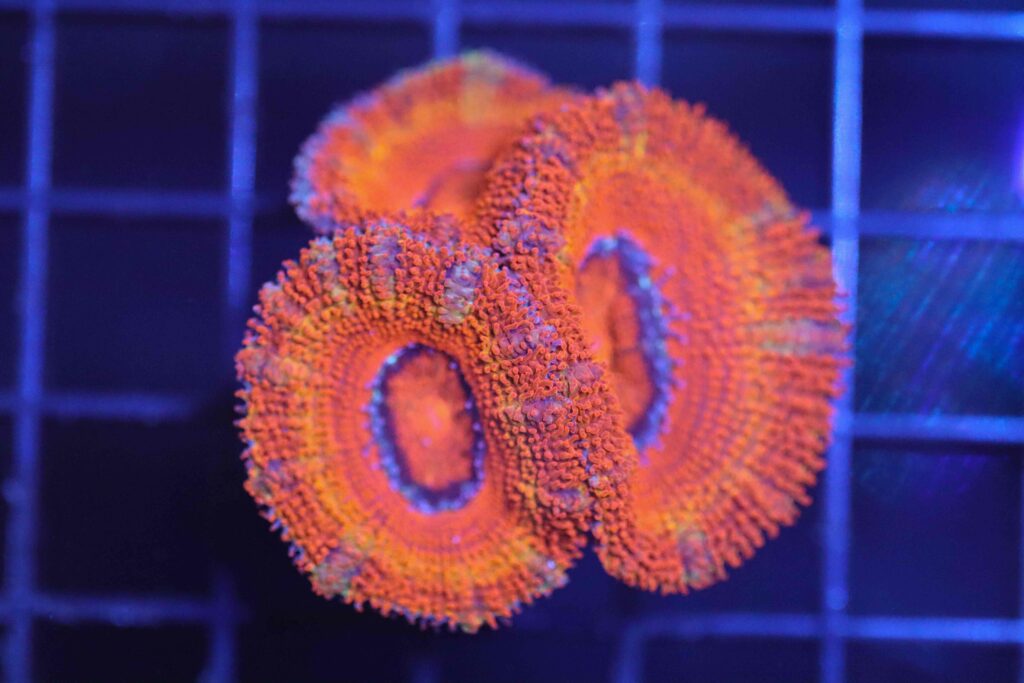 Frag Box Corals