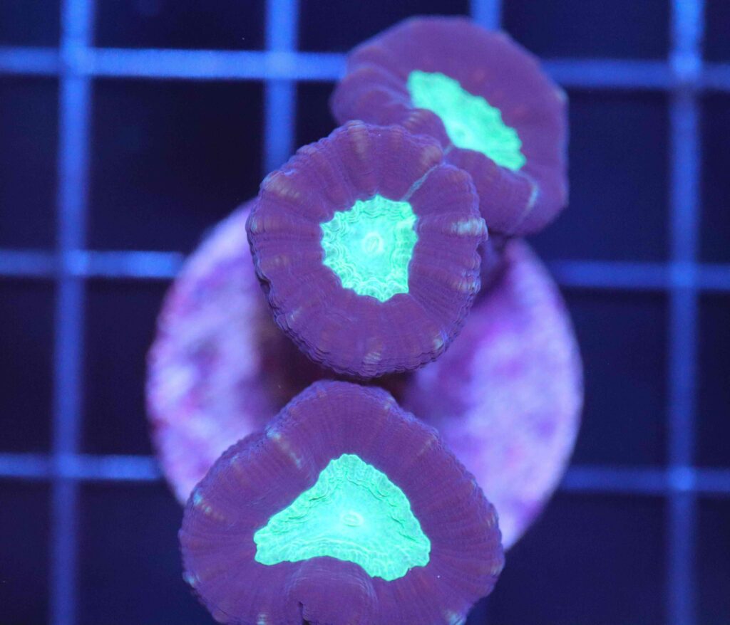 Frag Box Corals