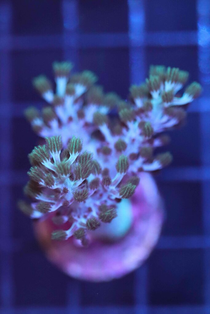 Frag Box Corals