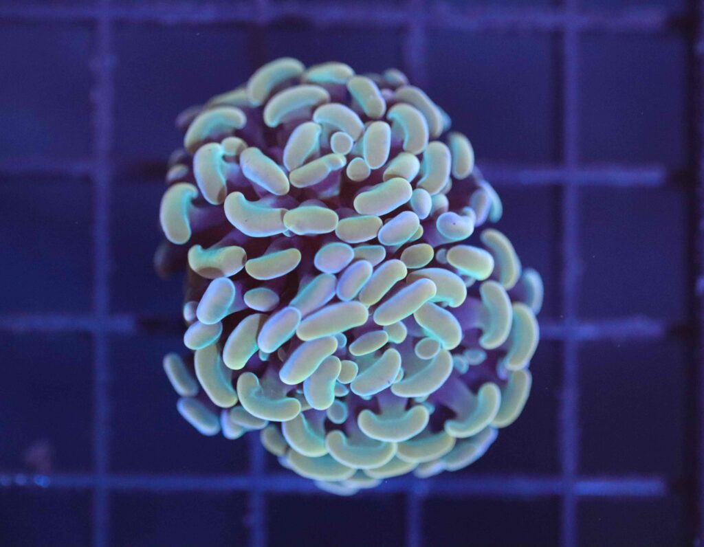Frag Box Corals