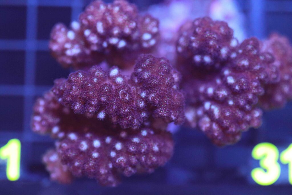 Frag Box Corals