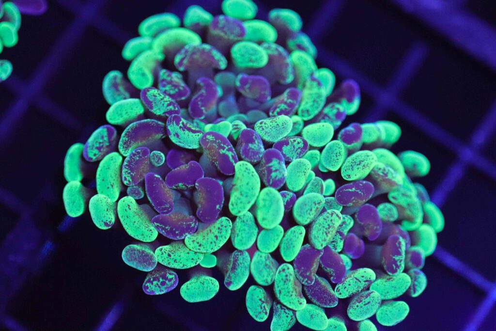 Frag Box Corals