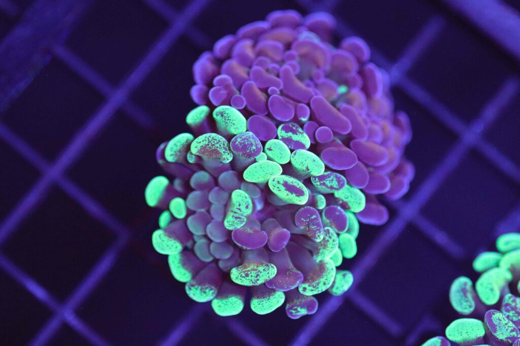 Frag Box Corals