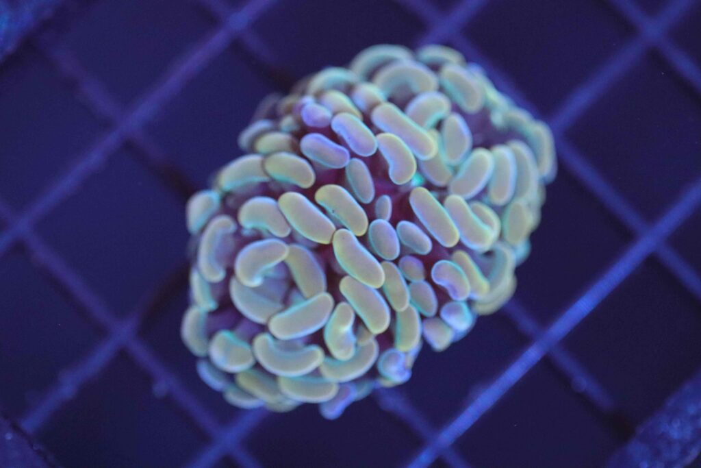 Frag Box Corals