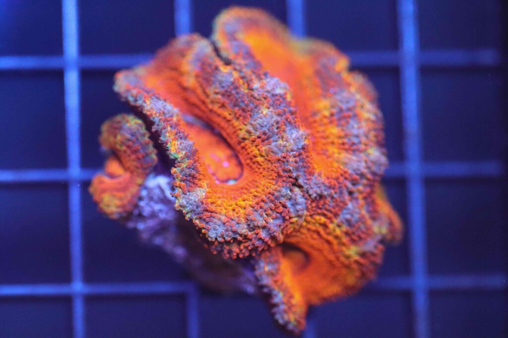 Frag Box Corals