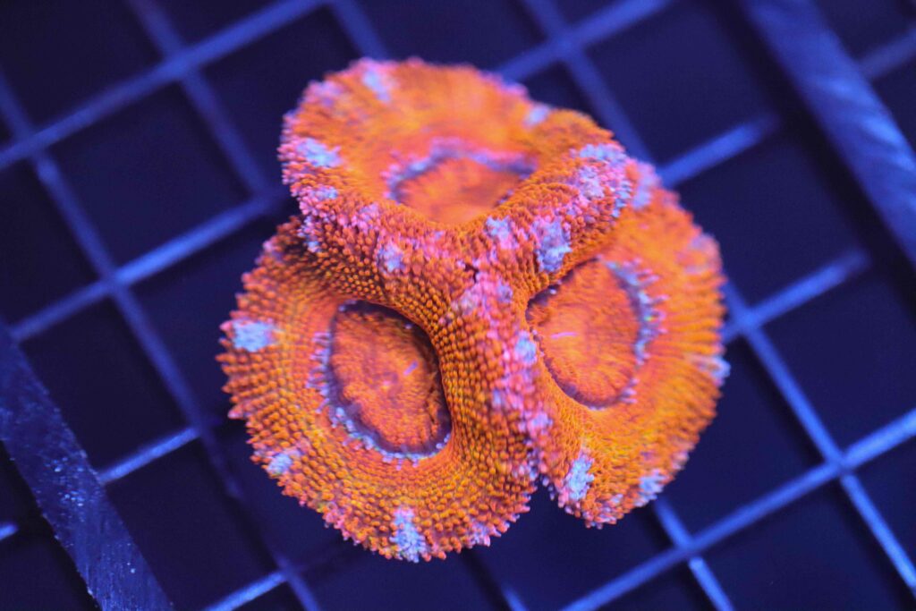 Frag Box Corals