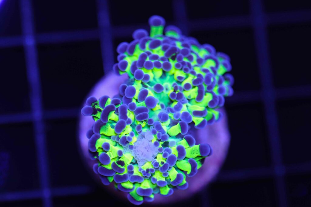 Frag Box Corals