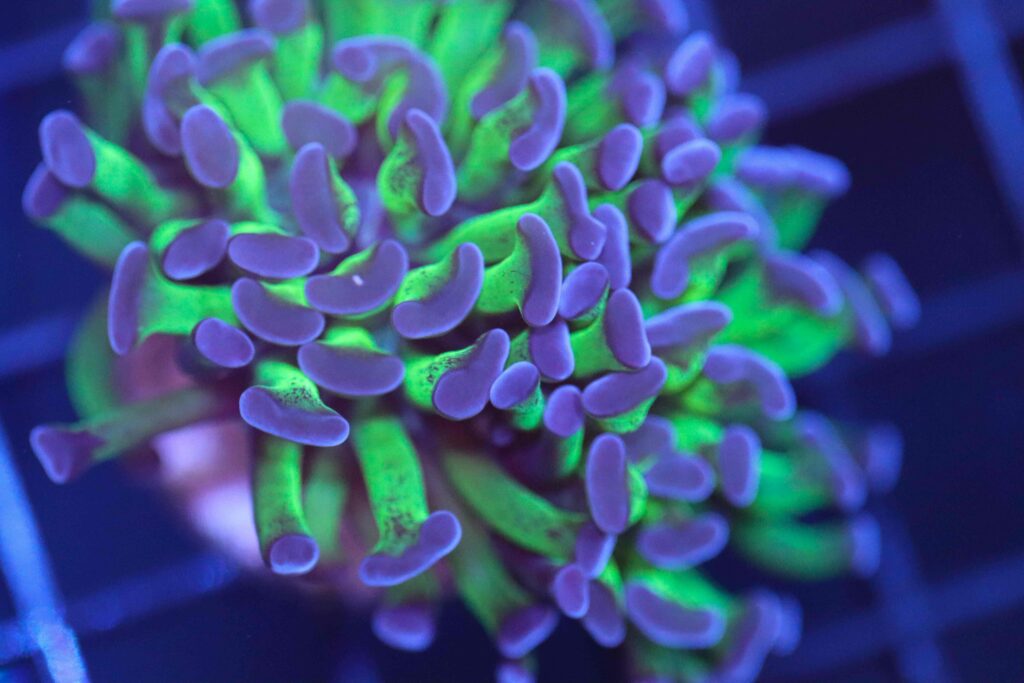 Frag Box Corals
