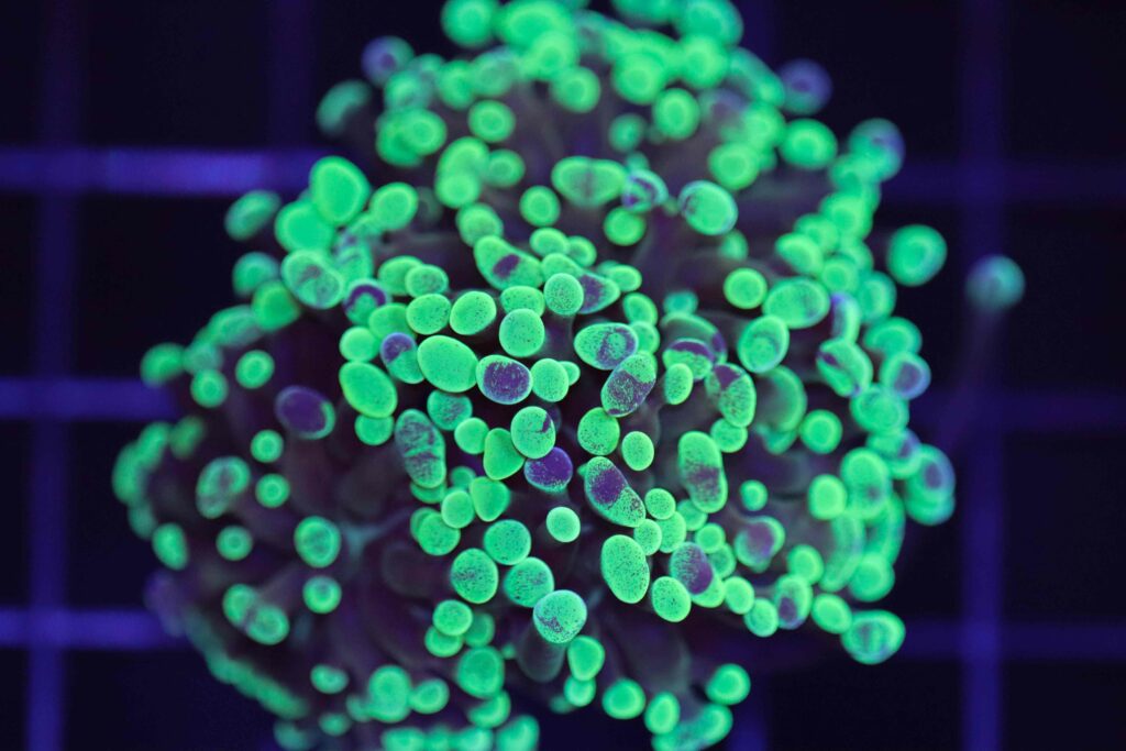 Frag Box Corals