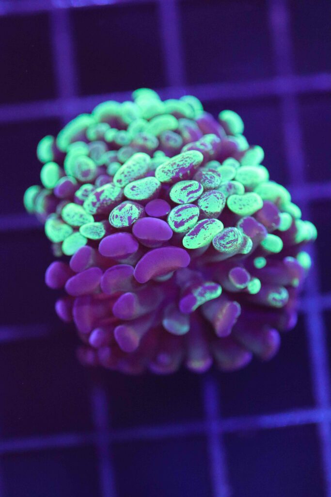 Frag Box Corals