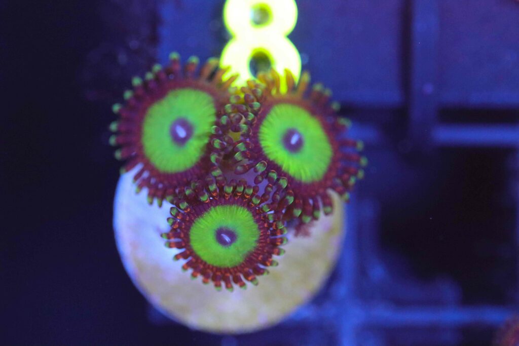 Frag Box Corals