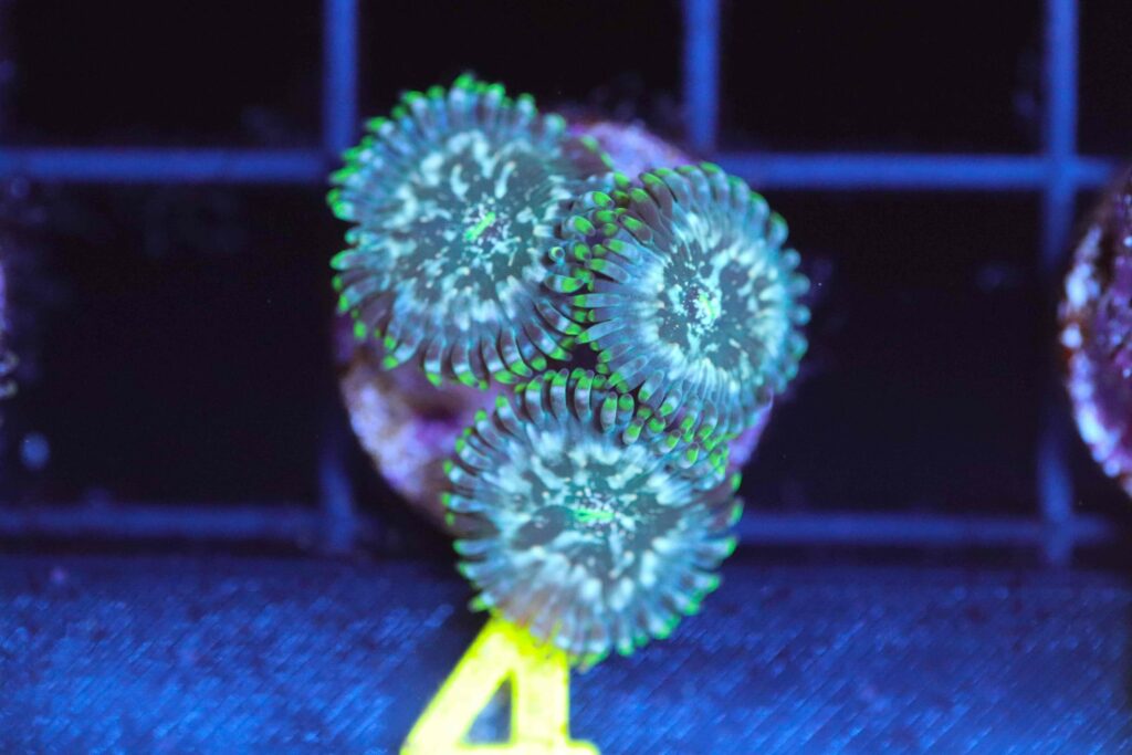 Frag Box Corals