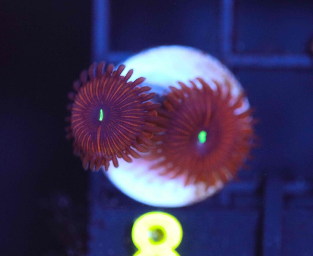 Frag Box Corals