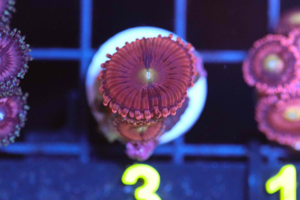 Frag Box Corals
