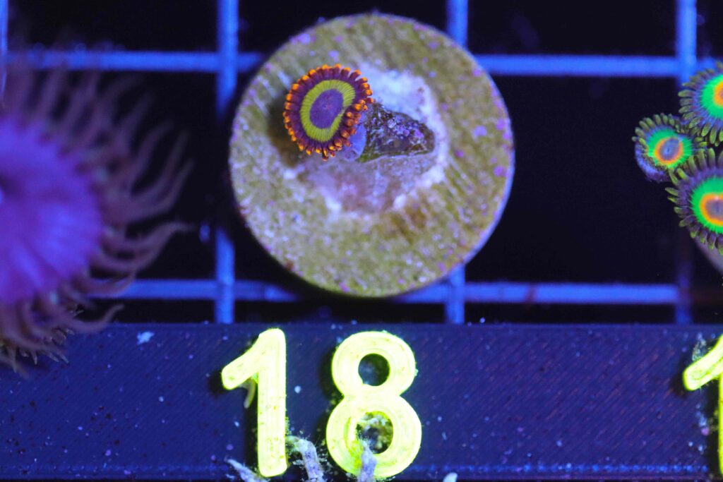 Frag Box Corals
