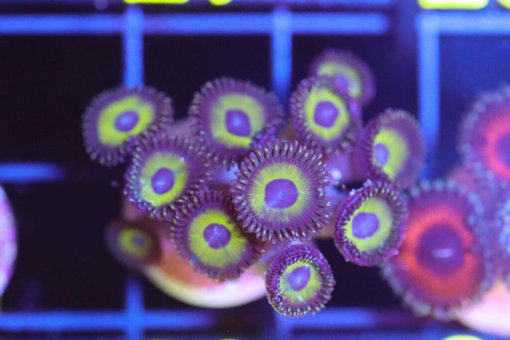 Frag Box Corals