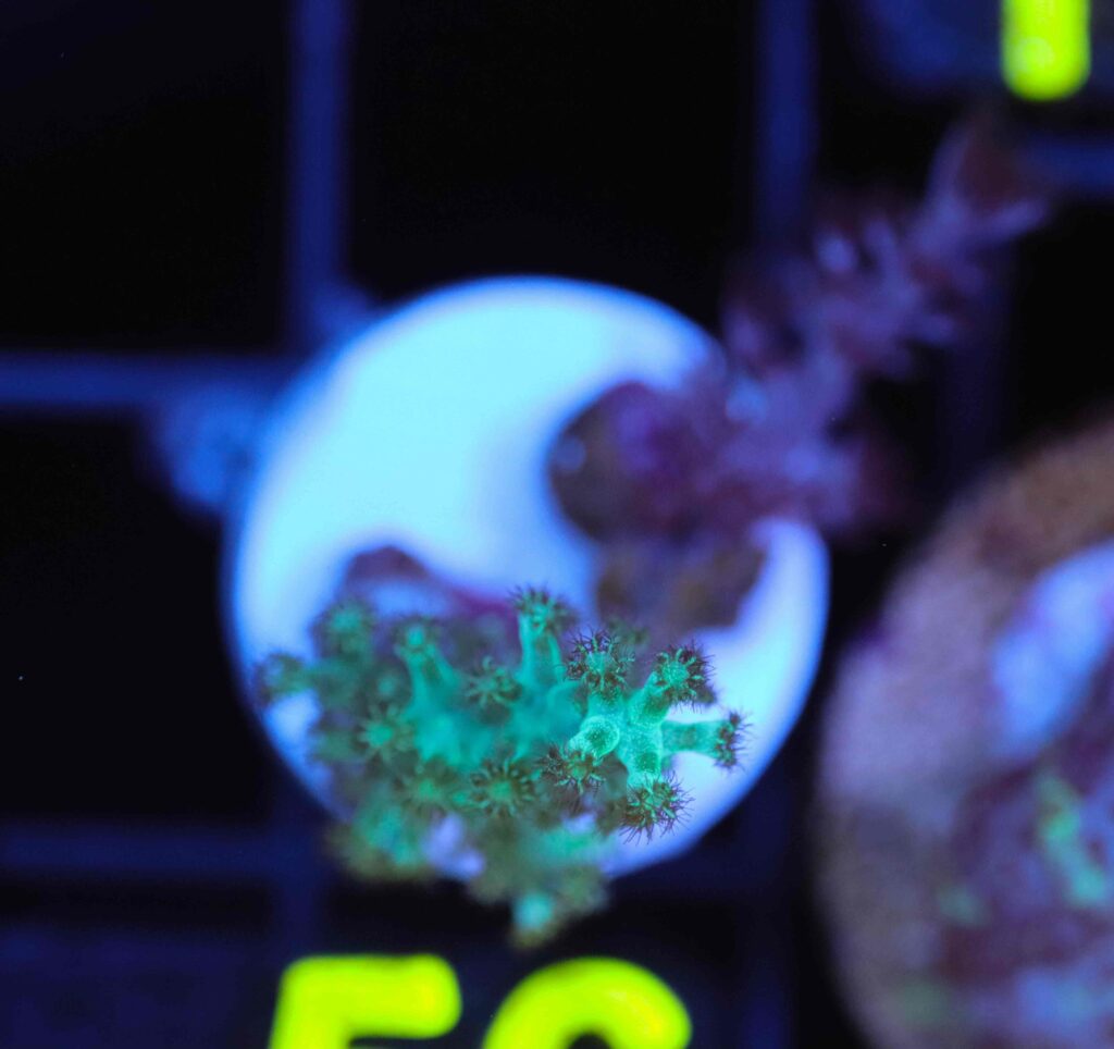 Frag Box Corals