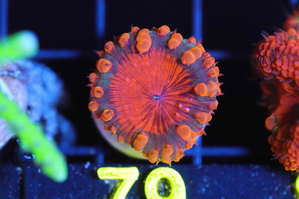 Frag Box Corals